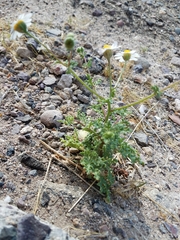 Perityle crassifolia robusta