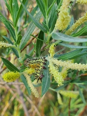 Hemileuca nevadensis