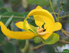 Senna trachypus