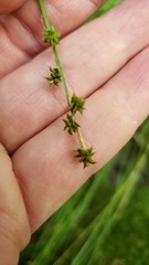 Carex seorsa