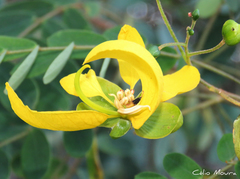 Senna trachypus