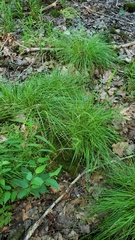 Carex seorsa