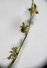 Carex seorsa