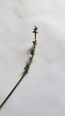 Carex seorsa