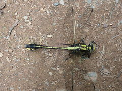 Gomphurus ventricosus