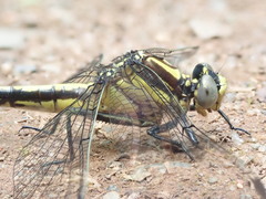 Gomphurus ventricosus
