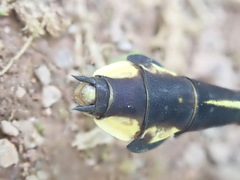 Gomphurus ventricosus