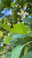 Chrysopilus quadratus