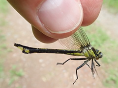 Gomphurus ventricosus