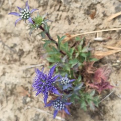 Eryngium dilatatum