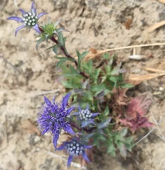 Eryngium dilatatum