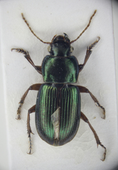 Harpalus affinis