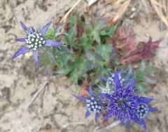 Eryngium dilatatum