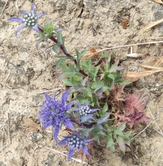 Eryngium dilatatum