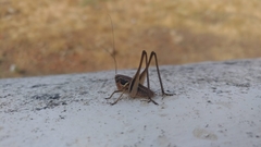 Incertana decorata