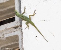Anolis roquet salinei