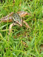 Lithobates spectabilis