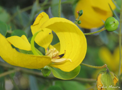 Senna trachypus