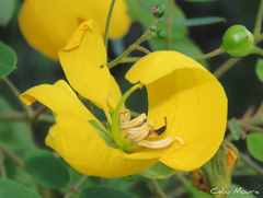 Senna trachypus