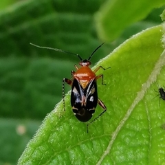 Horciasisca insignis