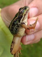 Lithobates spectabilis