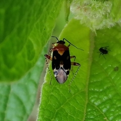 Horciasisca insignis