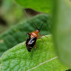 Horciasisca insignis
