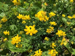 Lotus corniculatus