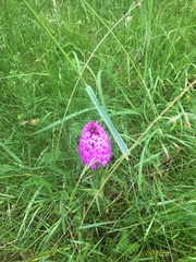 Anacamptis pyramidalis
