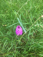 Anacamptis pyramidalis