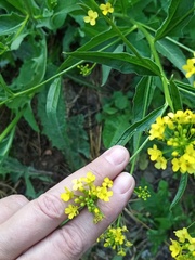 Bunias orientalis