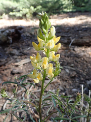 Lupinus angustiflorus