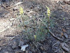 Lupinus angustiflorus