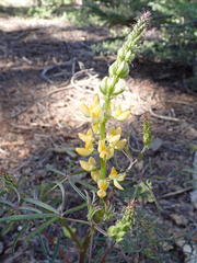 Lupinus angustiflorus