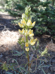 Lupinus angustiflorus