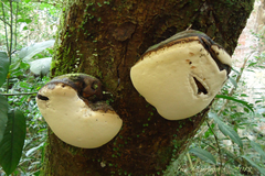 Hornodermoporus martius