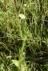 Tripleurospermum inodorum