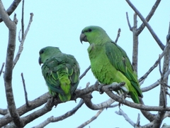 Graydidascalus brachyurus