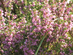 Polycodon