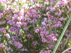 Polycodon