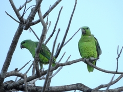 Graydidascalus brachyurus