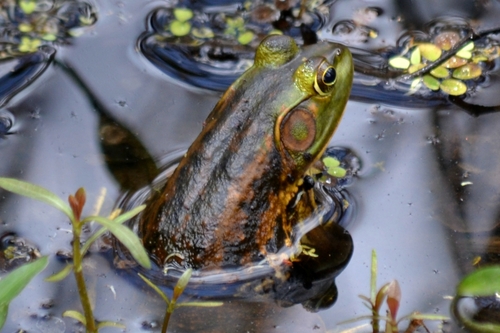 Pig Frog photographed in Louisiana