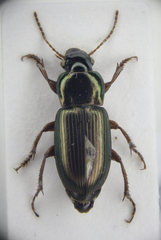 Harpalus affinis