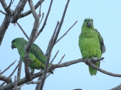 Graydidascalus brachyurus