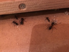 Camponotus herculeanus