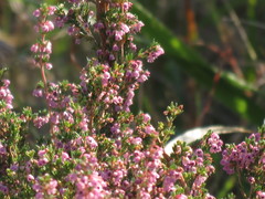 Polycodon