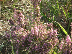 Polycodon