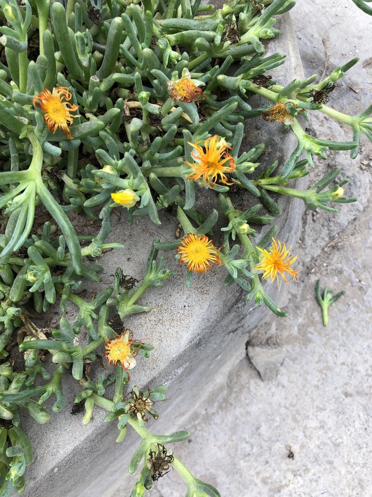 Malephora crocea (Tenerife Plants Caryophyllales) · iNaturalist