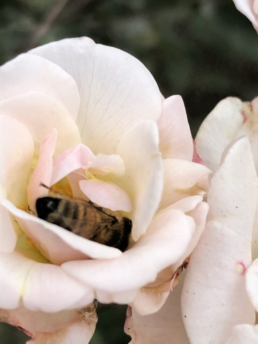 photo of Western Honey Bee (Apis mellifera)