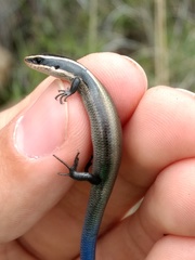 Plestiodon brevirostris